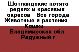 Шотландские котята редких и красивых  окрасов - Все города Животные и растения » Кошки   . Владимирская обл.,Радужный г.